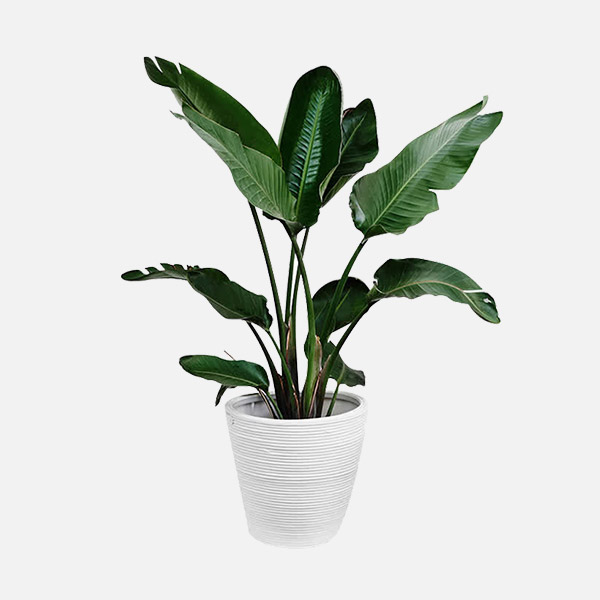 פוטוס זהוב – תמונה 3